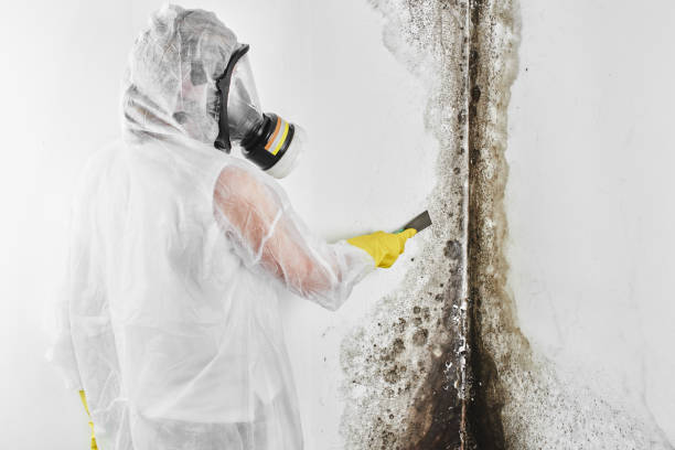 Office Mold Removal Services in El Dorado Springs, MO