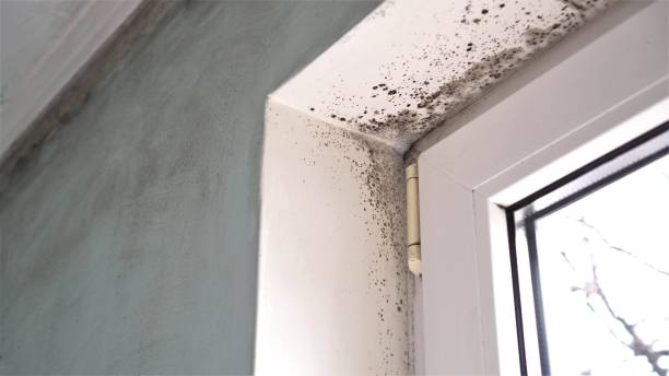 Best Emergency Mold Removal  in El Dorado Springs, MO