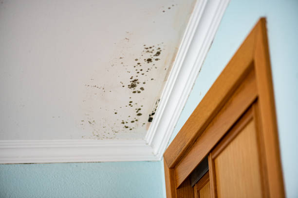 Best Mold Cleaning Services  in El Dorado Springs, MO