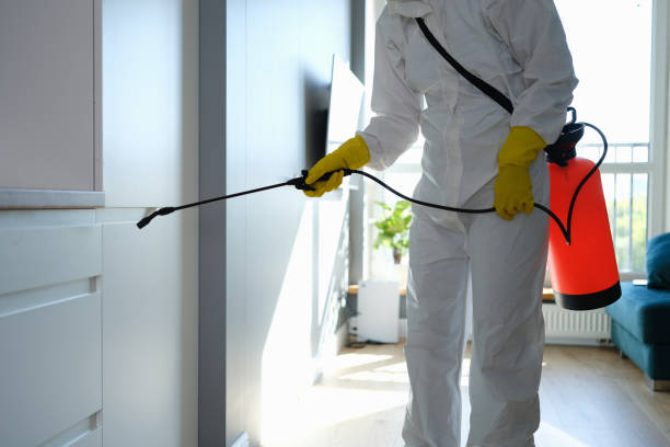 Mold Removal Process in El Dorado Springs, MO