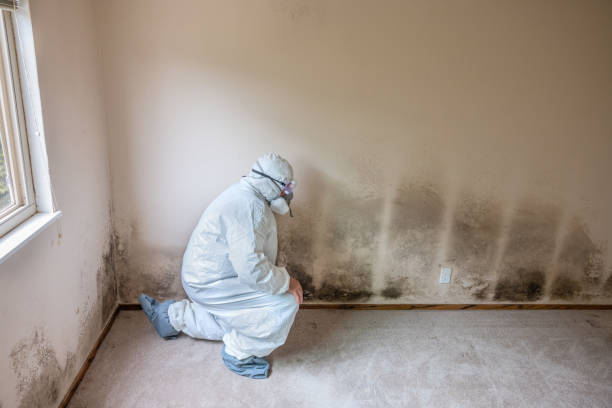 Best Certified Mold Removal  in El Dorado Springs, MO
