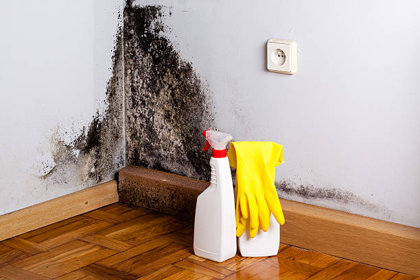 Best Black Mold Removal  in El Dorado Springs, MO